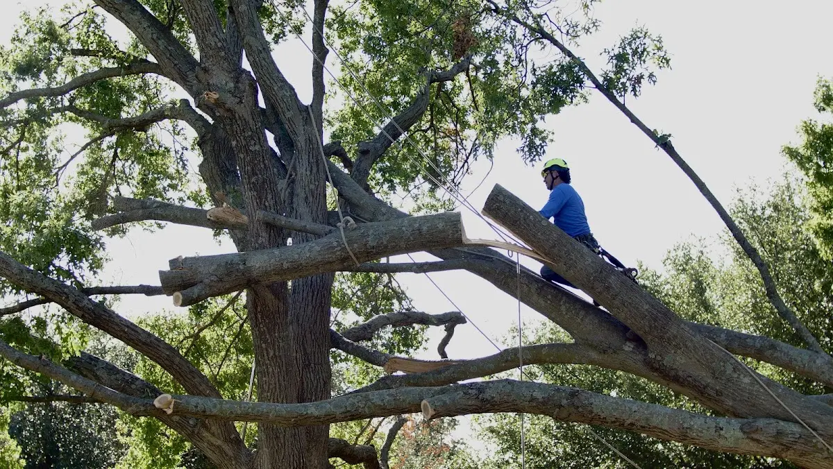 Professional Hazardous Tree Removal performed by certified arborists in Rheems